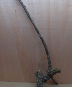 Large Cork Branch - 80-110cm - 8