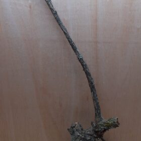 Large Cork Branch - 80-110cm - 8