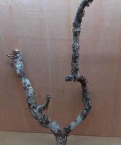Large Cork Branch - 80-110cm - 10