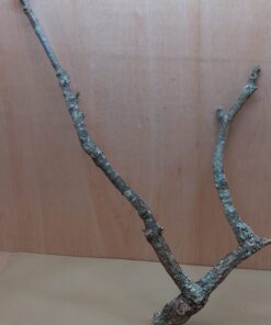 Large Cork Branch - 80-110cm - 11