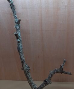 Large Cork Branch - 80-110cm - 12