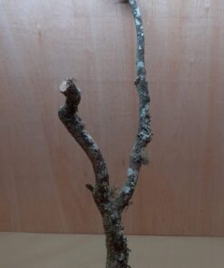Large Cork Branch - 80-110cm - 13