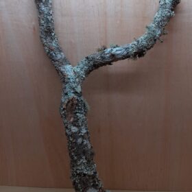 Large Cork Branch - 80-110cm - 14