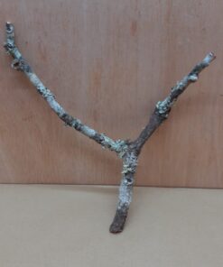 Small Cork Branch - Upto 40cm - 1