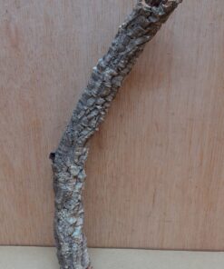 Small Cork Branch - Upto 40cm - 2