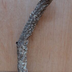 Small Cork Branch - Upto 40cm - 2