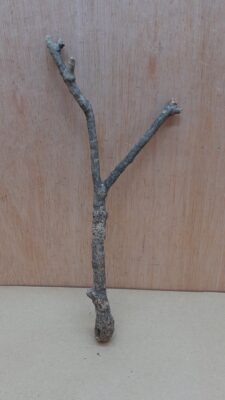 Small Cork Branch - Upto 40cm - 3