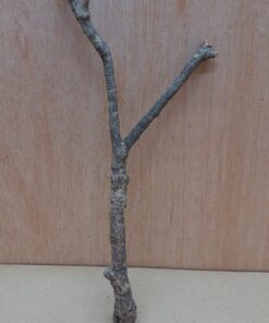 Small Cork Branch - Upto 40cm - 3