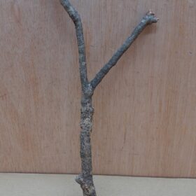 Small Cork Branch - Upto 40cm - 3