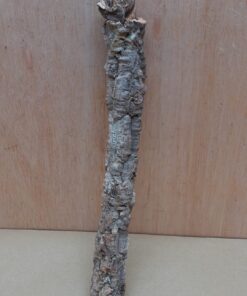 Small Cork Branch - Upto 40cm - 4