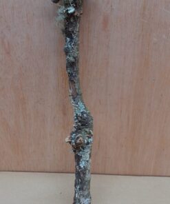 Small Cork Branch - Upto 40cm - 5