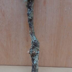 Small Cork Branch - Upto 40cm - 5