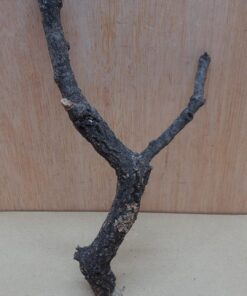 Small Cork Branch - Upto 40cm - 7