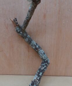 Small Cork Branch - Upto 40cm - 8