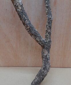 Small Cork Branch - Upto 40cm - 9