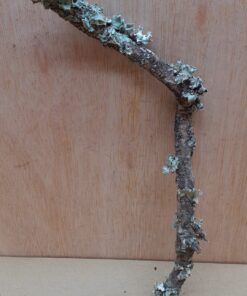 Small Cork Branch - Upto 40cm - 10