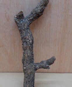 Small Cork Branch - Upto 40cm - 11