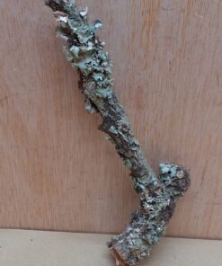 Small Cork Branch - Upto 40cm - 12