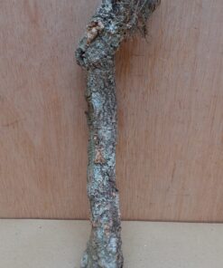 Small Cork Branch - Upto 40cm - 13
