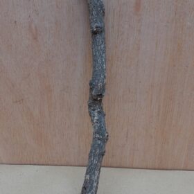 Small Cork Branch - Upto 40cm - 15