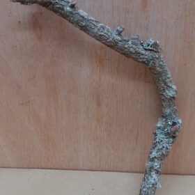 Small Cork Branch - Upto 40cm - 19