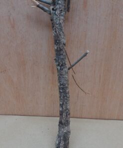 Small Cork Branch - Upto 40cm - 22