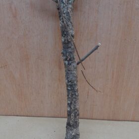 Small Cork Branch - Upto 40cm - 22