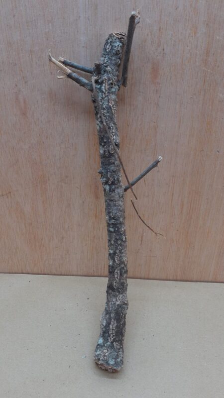 Small Cork Branch - Upto 40cm - 22