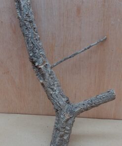 Small Cork Branch - Upto 40cm - 24
