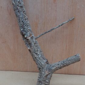 Small Cork Branch - Upto 40cm - 24