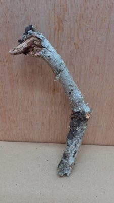 Small Cork Branch - Upto 40cm - 25