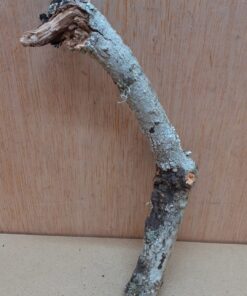 Small Cork Branch - Upto 40cm - 25