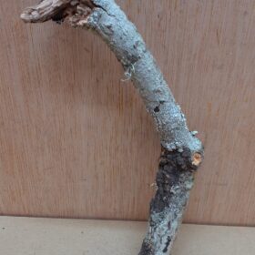 Small Cork Branch - Upto 40cm - 25