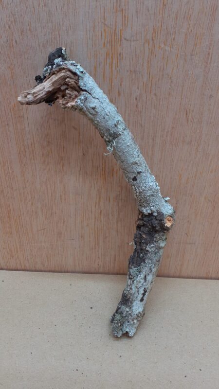 Small Cork Branch - Upto 40cm - 25
