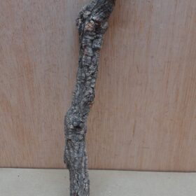 Small Cork Branch - Upto 40cm - 26