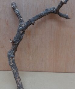 Small Cork Branch - Upto 40cm - 28