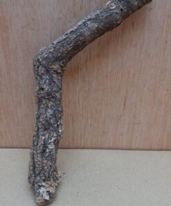 Small Cork Branch - Upto 40cm - 29
