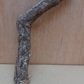 Small Cork Branch - Upto 40cm - 29