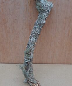Small Cork Branch - Upto 40cm - 30