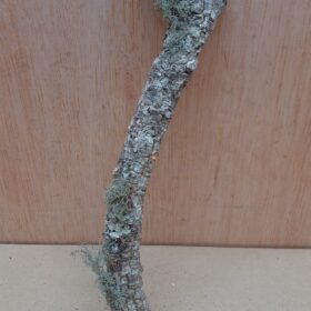 Small Cork Branch - Upto 40cm - 30