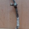 Medium Cork Branch - 40-80cm - 10