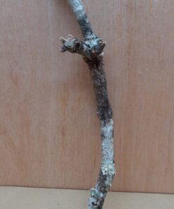 Medium Cork Branch - 40-80cm - 10