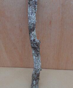 Medium Cork Branch - 40-80cm - 11