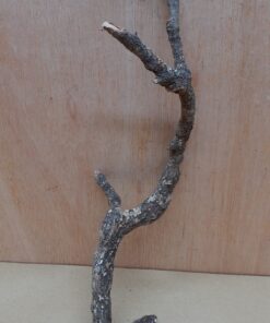 Medium Cork Branch - 40-80cm - 22