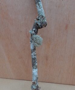 Medium Cork Branch - 40-80cm - 23