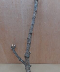 Medium Cork Branch - 40-80cm - 3