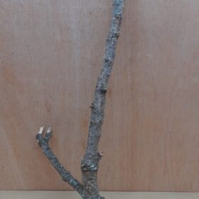 Medium Cork Branch - 40-80cm - 3