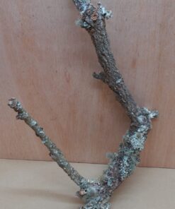 Medium Cork Branch - 40-80cm - 5