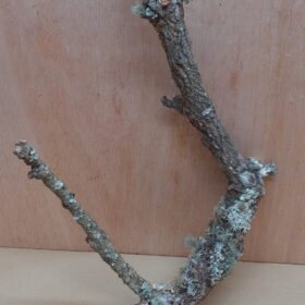 Medium Cork Branch - 40-80cm - 5