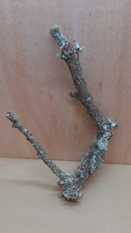 Medium Cork Branch - 40-80cm - 5